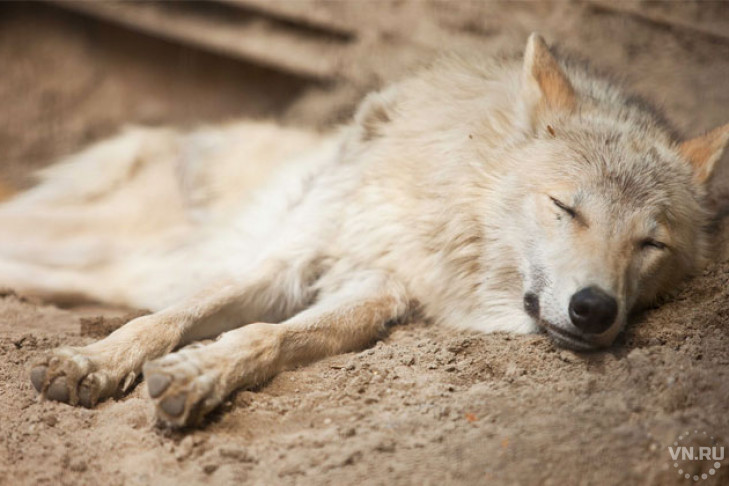 Арктического волка из Удмуртии поселили в Новосибирске