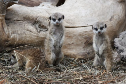 Зоопарк в Новосибирске поддержат из регионального бюджета
