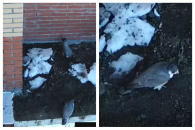 В Новосибирск вернулись сапсаны — в черте города гнездятся минимум три пары