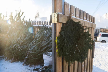 Когда убирать елку в январе-2026: нумерологи называли три лучших даты