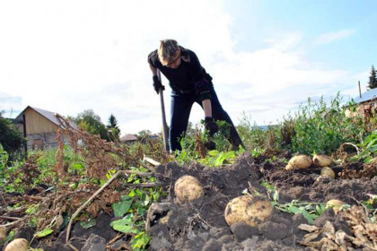 Проблема и решение: где и как посадить картошку в Новосибирской области