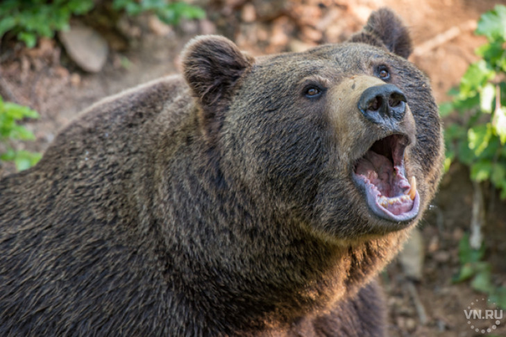 Появились фото жертв свирепого медведя в Новосибирской области