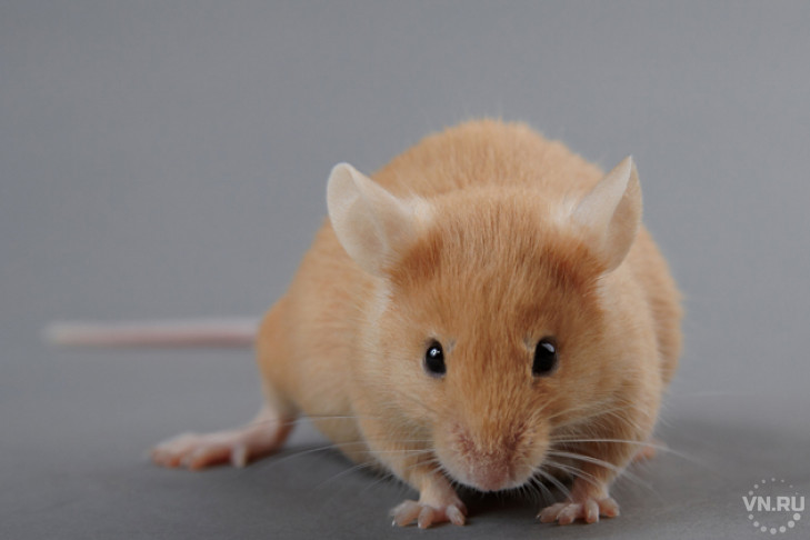 Депрессивных мышей-диабетиков топили в баке ученые