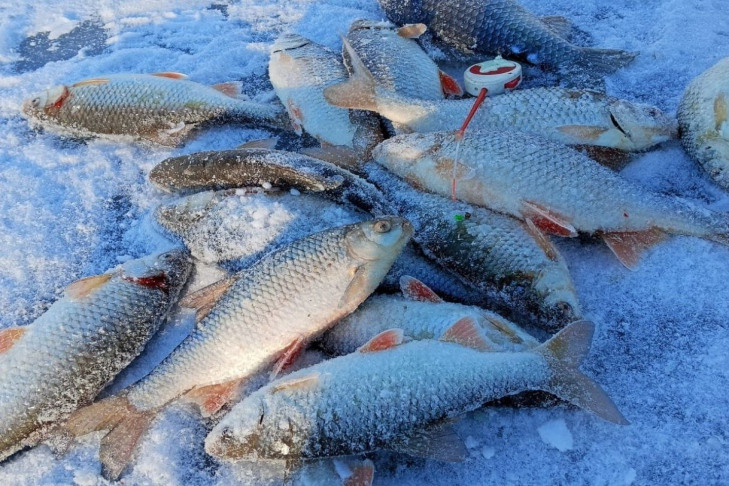 О риске описторхоза в сезон зимней рыбалки на Оби предупредил Роспотребнадзор