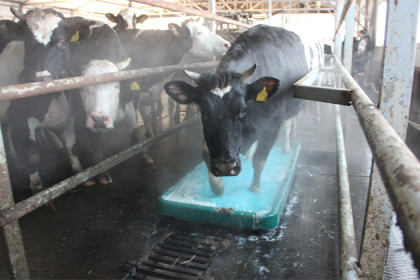 Ванну принимают коровы на ферме в Ярках
