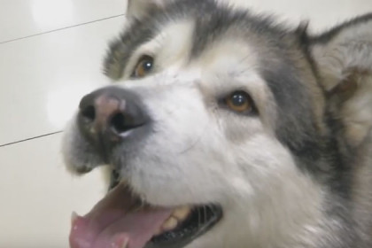 Ампутировали лапы, но сохранили жизнь: история чудесного спасения уникальной собаки