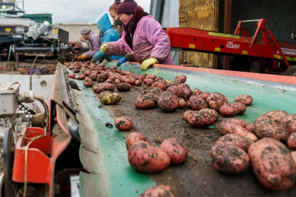 Картофель для плохой погоды создали ученые из Новосибирска
