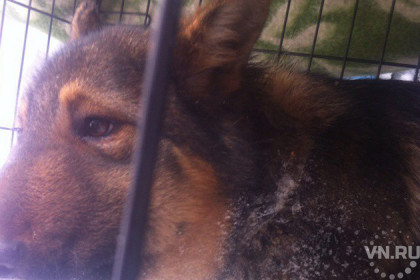 Собаку с вросшей в шею удавкой спасли волонтеры