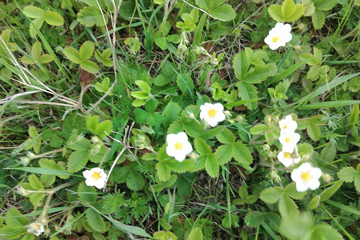 Клубника зацвела под Новосибирском раньше срока из-за теплой весны