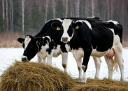 Пункты помощи жителям Новосибирской области развернуты в районах изъятия сельхозживотных