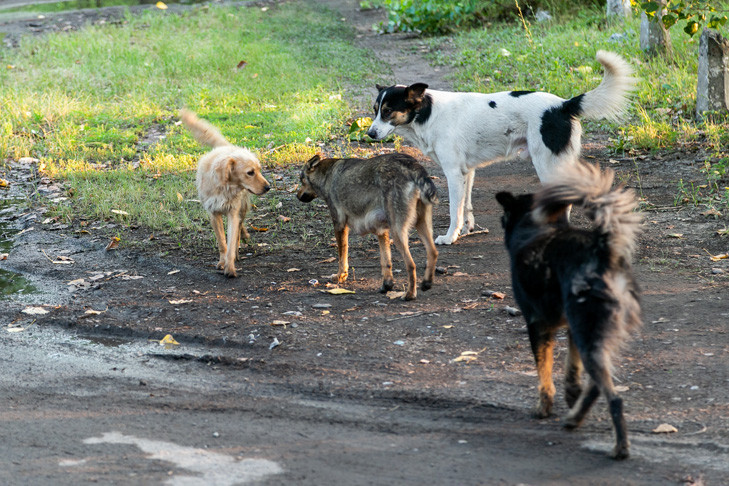 Названа стоимость строительства большого приюта для бездомных животных в Новосибирске