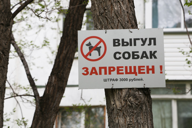 В «собачьих минах» тонет Новосибирск: спасут доносы и штрафы