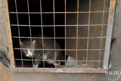 Массовое убийство кошек планируют новосибирские жилищники