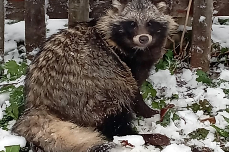 Опасный дикий зверь пришел в вымирающее село под Новосибирском