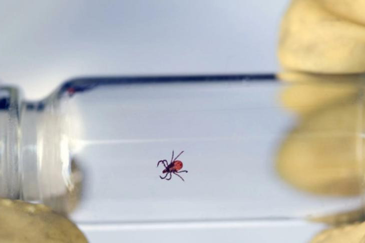 О клещах с лихорадкой предупредили уезжающих на Юг жителей Новосибирска