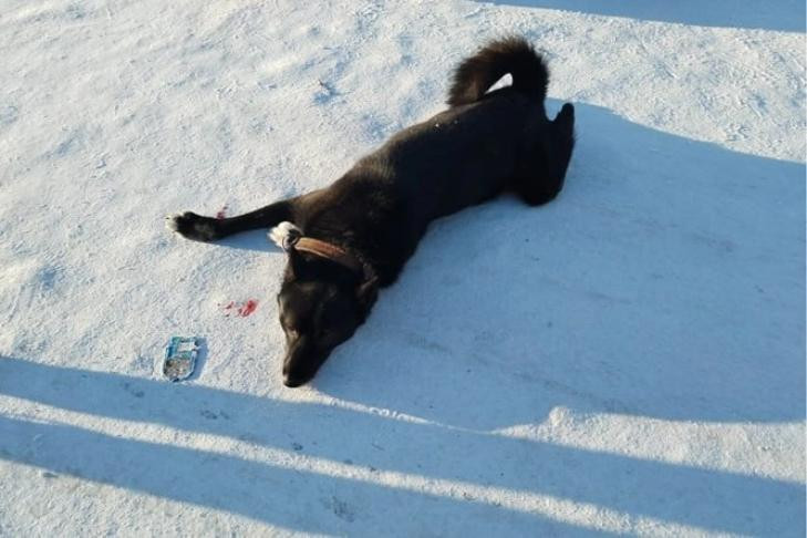 Черного пса выбросил с 5 этажа житель улицы Согласия под Новосибирском