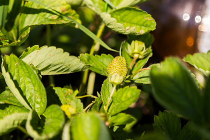 Круглые черви съели урожай земляники у дачников в Новосибирске