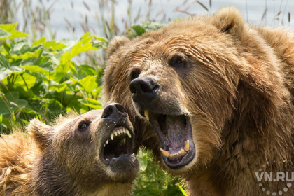 Медведи вышли на охоту в Куйбышевском районе