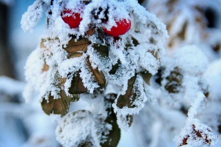 Погода в Новосибирске: штормовое предупреждение до 15 февраля