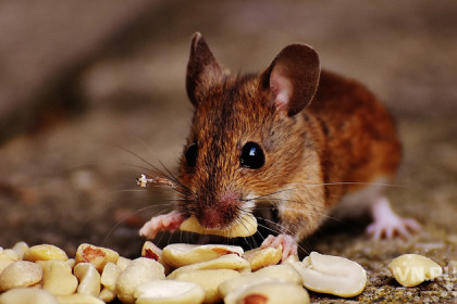 От аллергии случайно избавили мышей новосибирские ученые