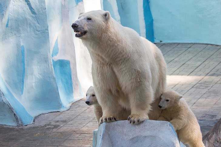 В День города озвучат имена родившихся в Новосибирском зоопарке медвежат