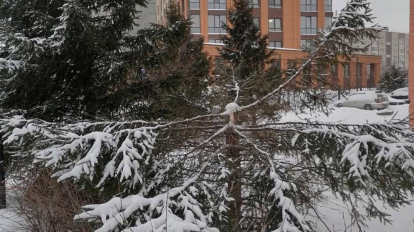 Неизвестные срубили молодые ели в Новосибирске