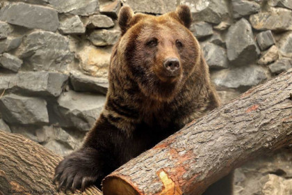 Медведь-людоед Леха уснул в Новосибирском зоопарке
