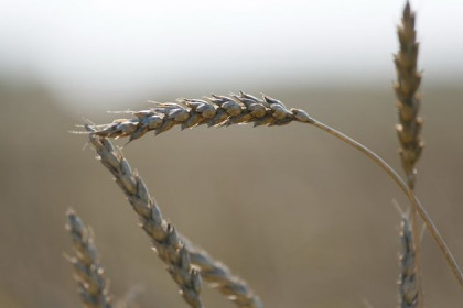 Колосья пшеницы кастрируют новосибирские селекционеры