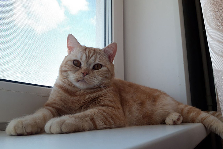 Владельцы животных среди жителей СФО тратят в среднем 4 714 рублей в месяц на покупки товаров для домашних любимцев