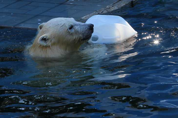 Белые медведи Кай и Герда открыли купальный сезон-2022