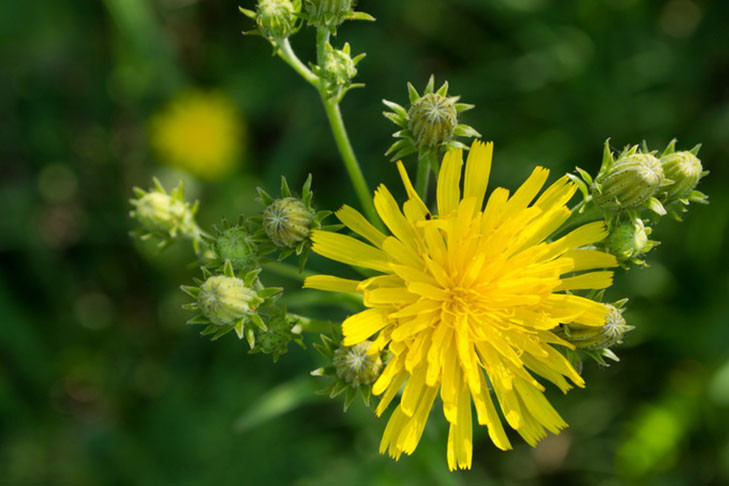 Полезный сорняк для огородов и теплиц назвал эксперт Валерий Денисенко