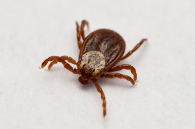 Три человека обратились к врачам после укусов клещей в Новосибирской области