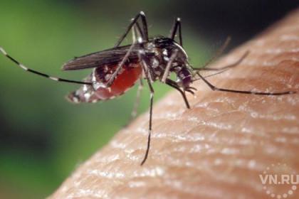 Комары могут исчезнуть из-за аномально теплой зимы