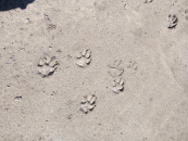 Крупные волчьи следы ведущие к деревне Понькино обнаружили местные рыбаки