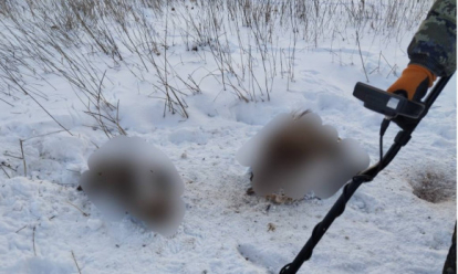 40-летний браконьер заплатит 600 тысяч за убийство лосихи в заказнике Сибири