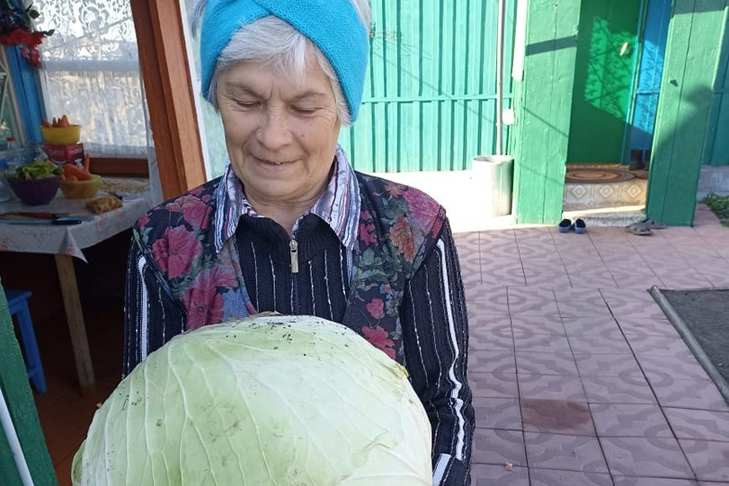 Гигантский вилок капусты вырастила жительница Черновки Екатерина Мотренко