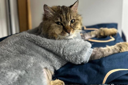 В Новосибирске лысому коту Кузе после пыток сшили искусственную шубу