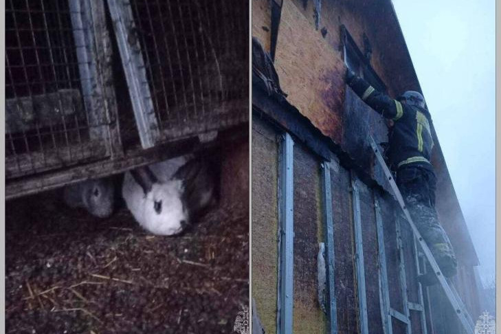 Семейство кроликов из горящего сарая спасли в Новосибирске