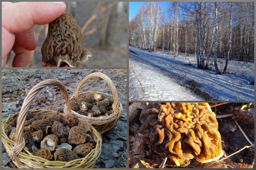 Новосибирский грибник Константин Зеленцов раскрыл лучшие места