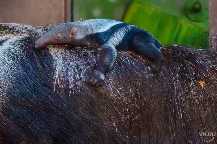 Детеныш гигантского муравьеда родился в Новосибирском зоопарке