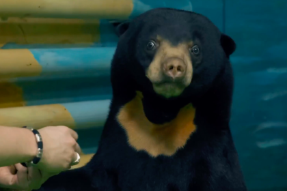 Солнечного медведя можно увидеть в Новосибирском зоопарке