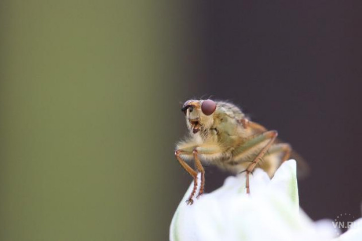 Космические мухи помогли сделать открытие ученым СО РАН