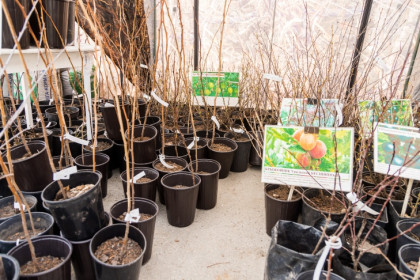 Правила покупки саженцев напомнили новосибирцам перед стартом дачного сезона
