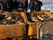 Экспорт новосибирской рыбы продолжает расти