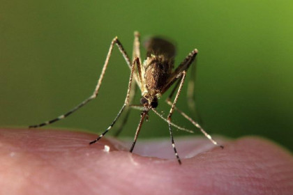 Какие инфекции переносят комары: комментарий эксперта
