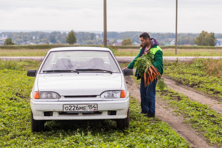 Когда выкапывать морковь и свеклу осенью-2023 – ученый-агроном Алексей Мармулев