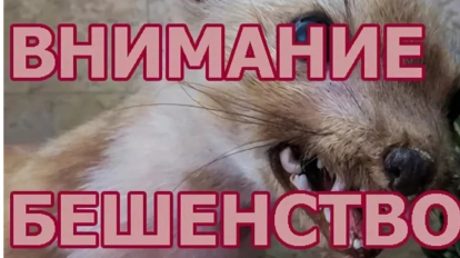 Ещё два очага бешенства обнаружили в Новосибирской области