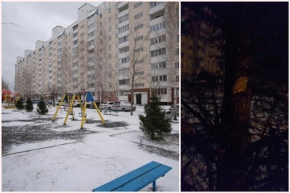 Елку-вонючку во дворе Плющихинского жилмассива пытались срубить к Новому году новосибирцы