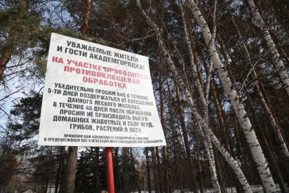 Клещи бьют рекорды по укусам в Новосибирской области 