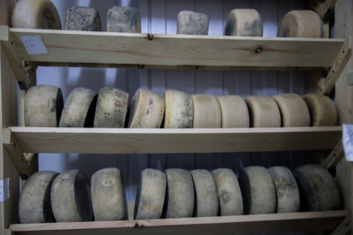 Сыр с кофе и черемухой: чем удивляют сыровары в Новосибирске